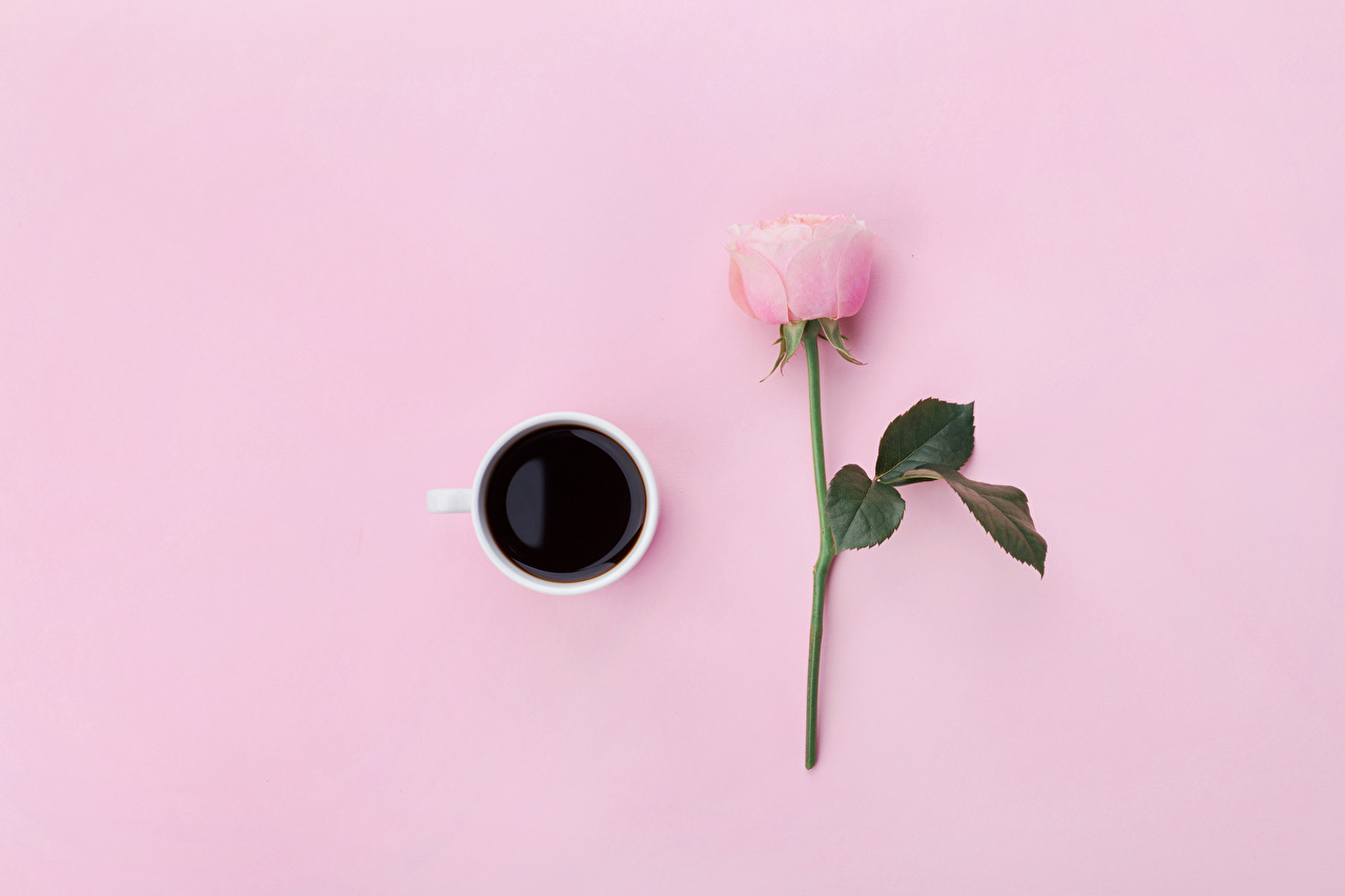Wallpaper rose Coffee Pink background Flowers Food Pink color Cup