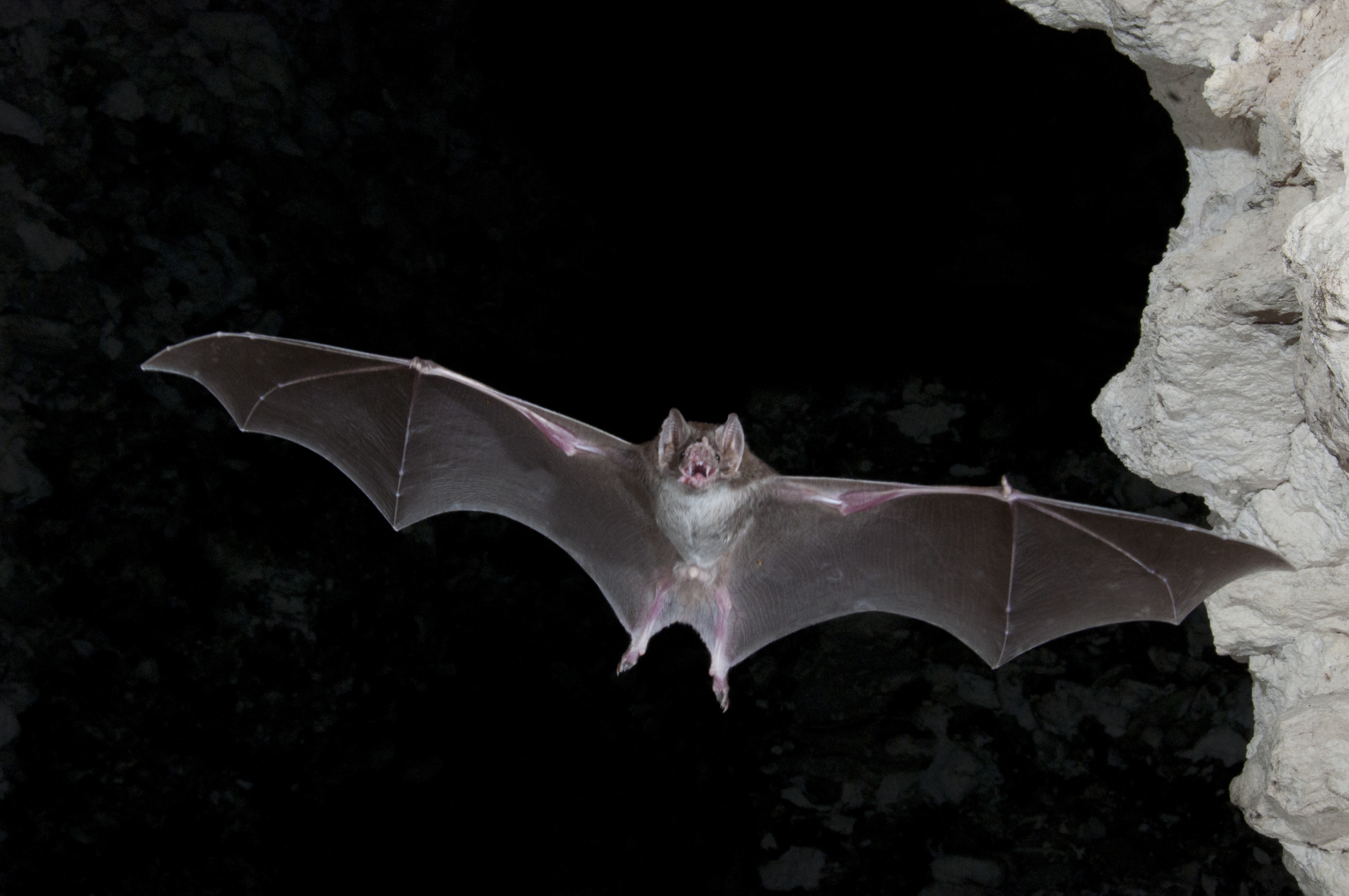 Vampire Bat Wallpaper HD Bat At Night