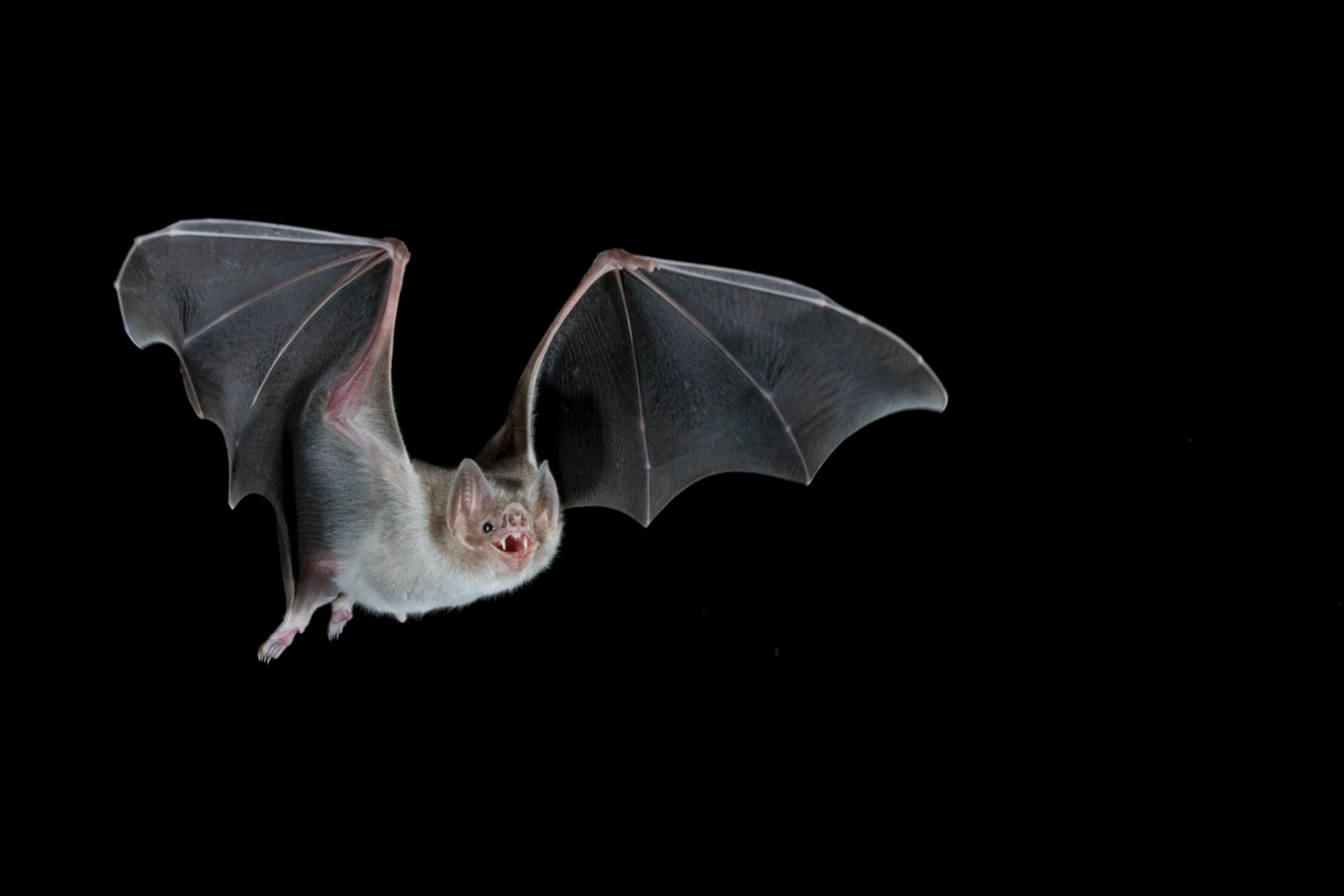 Vampire Bats Know Sharing Blood With Friends Is Good Manners