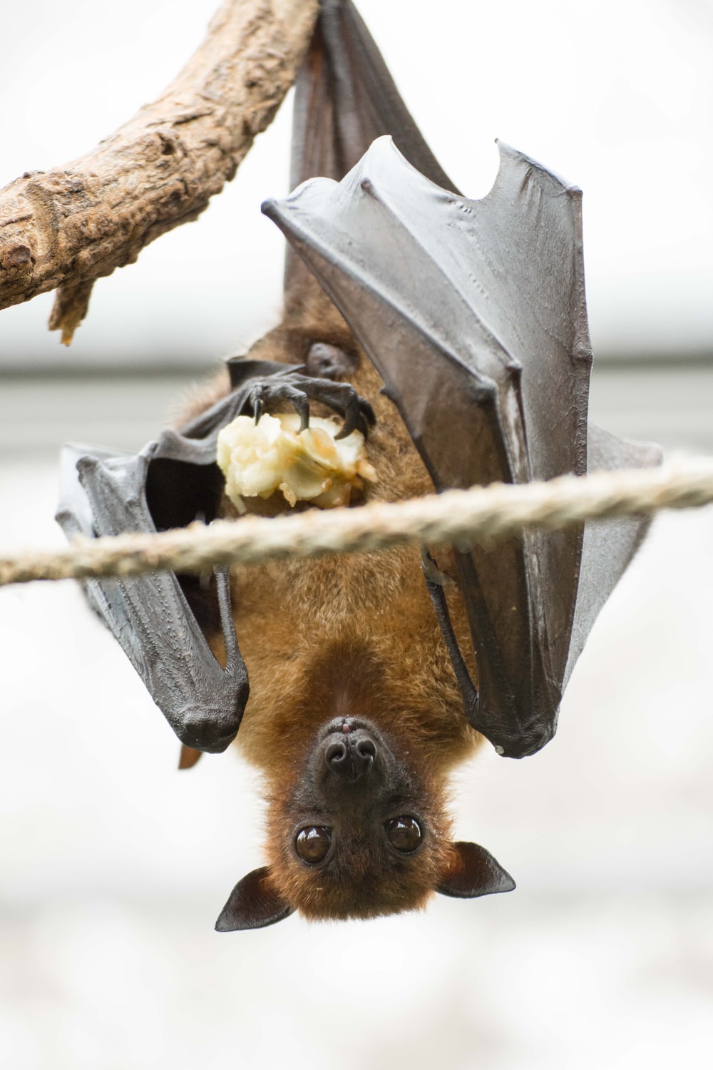 Vampire Bat Picture. Download Free Image