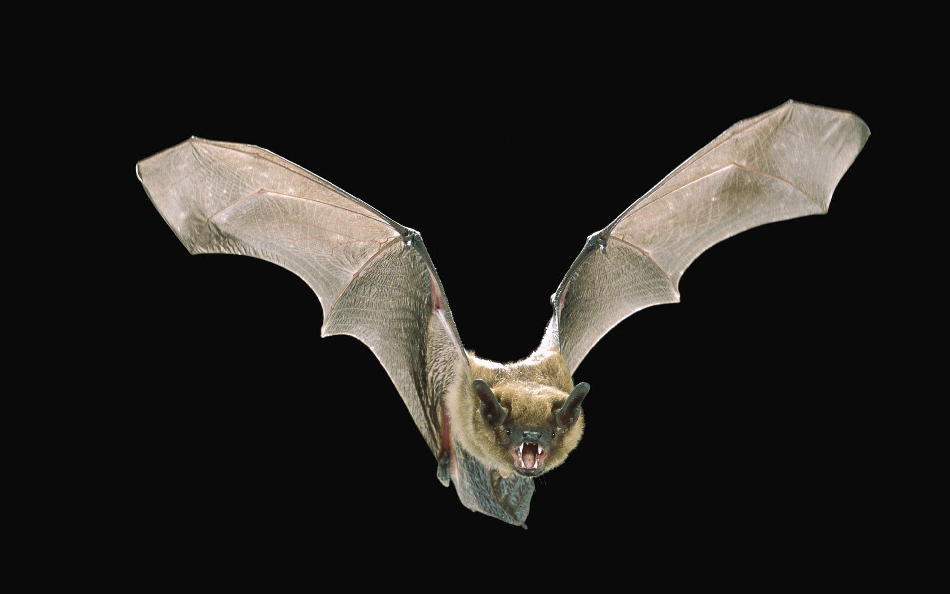 Bat Animal Wallpaper. Bat animal, Vampire bat, Fruit bat