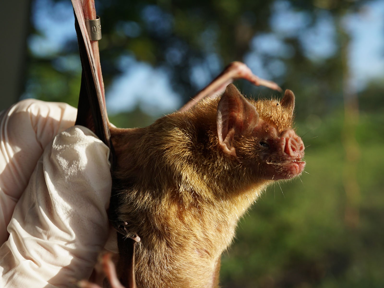 Vampire Bats Call Out to Friends to Share Blood Meals