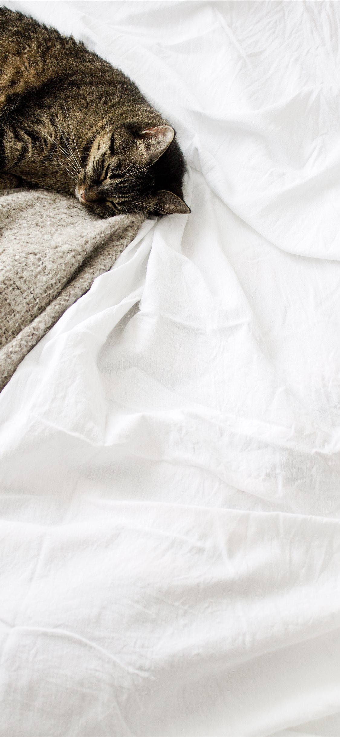 Cat sleeping white blanket iPhone X Wallpaper Free Download