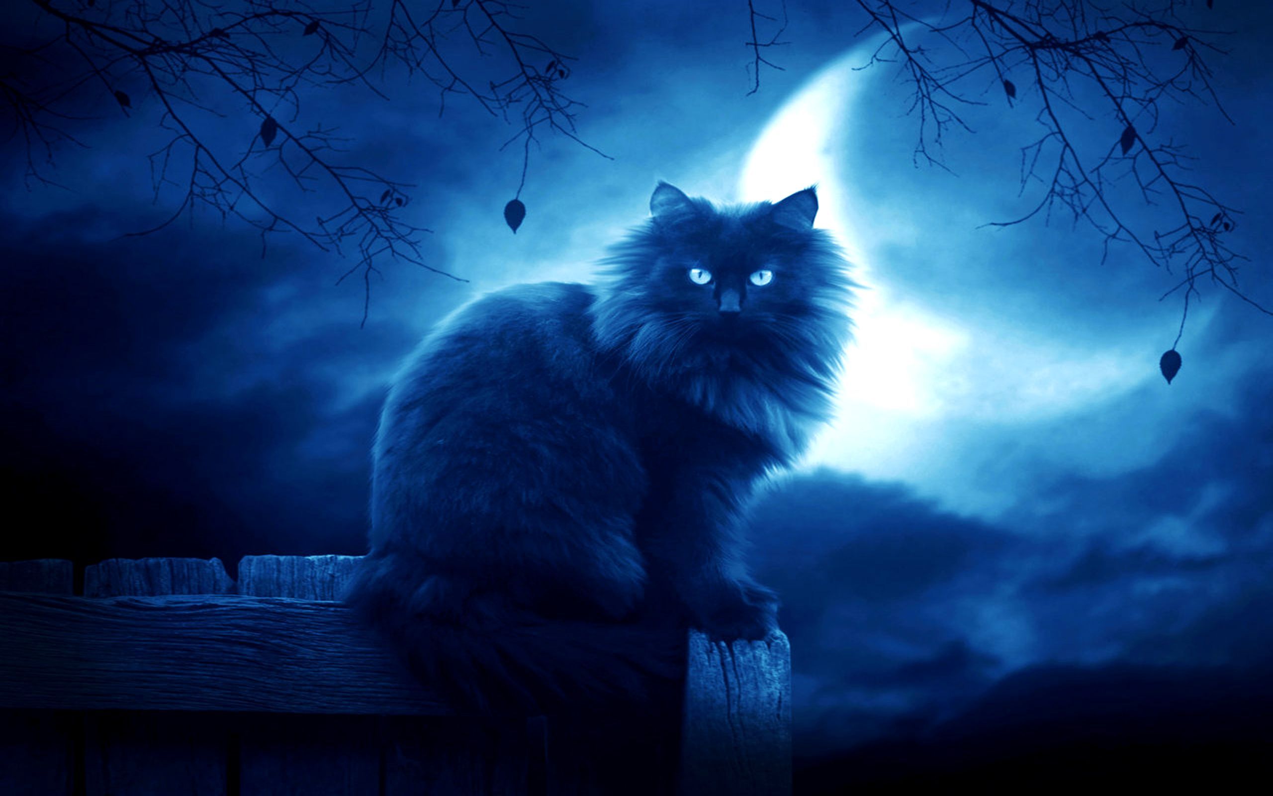 Background Cat HD Wallpaper