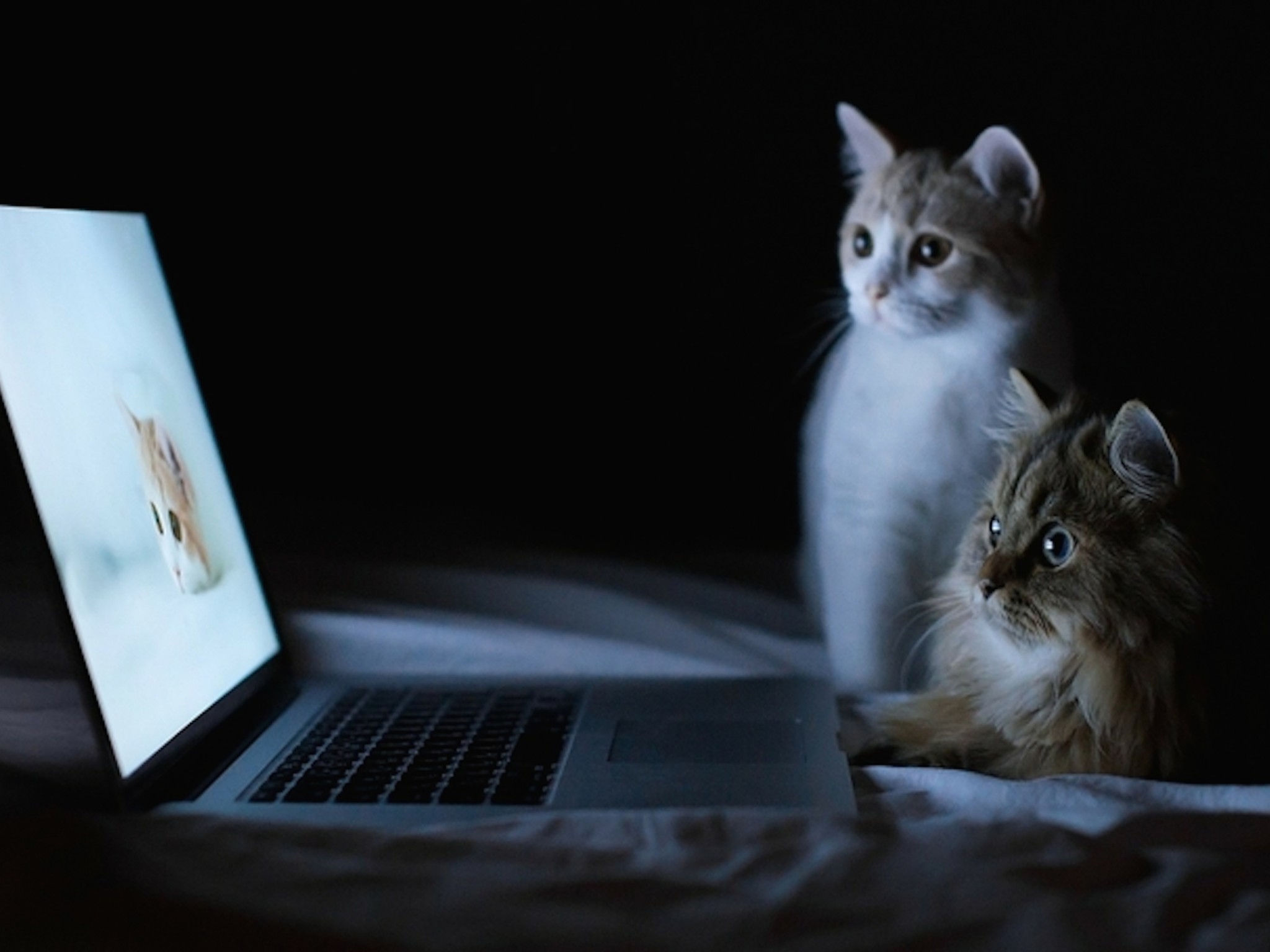 Computer Cats Wallpaper Free Cute Animal Downloads