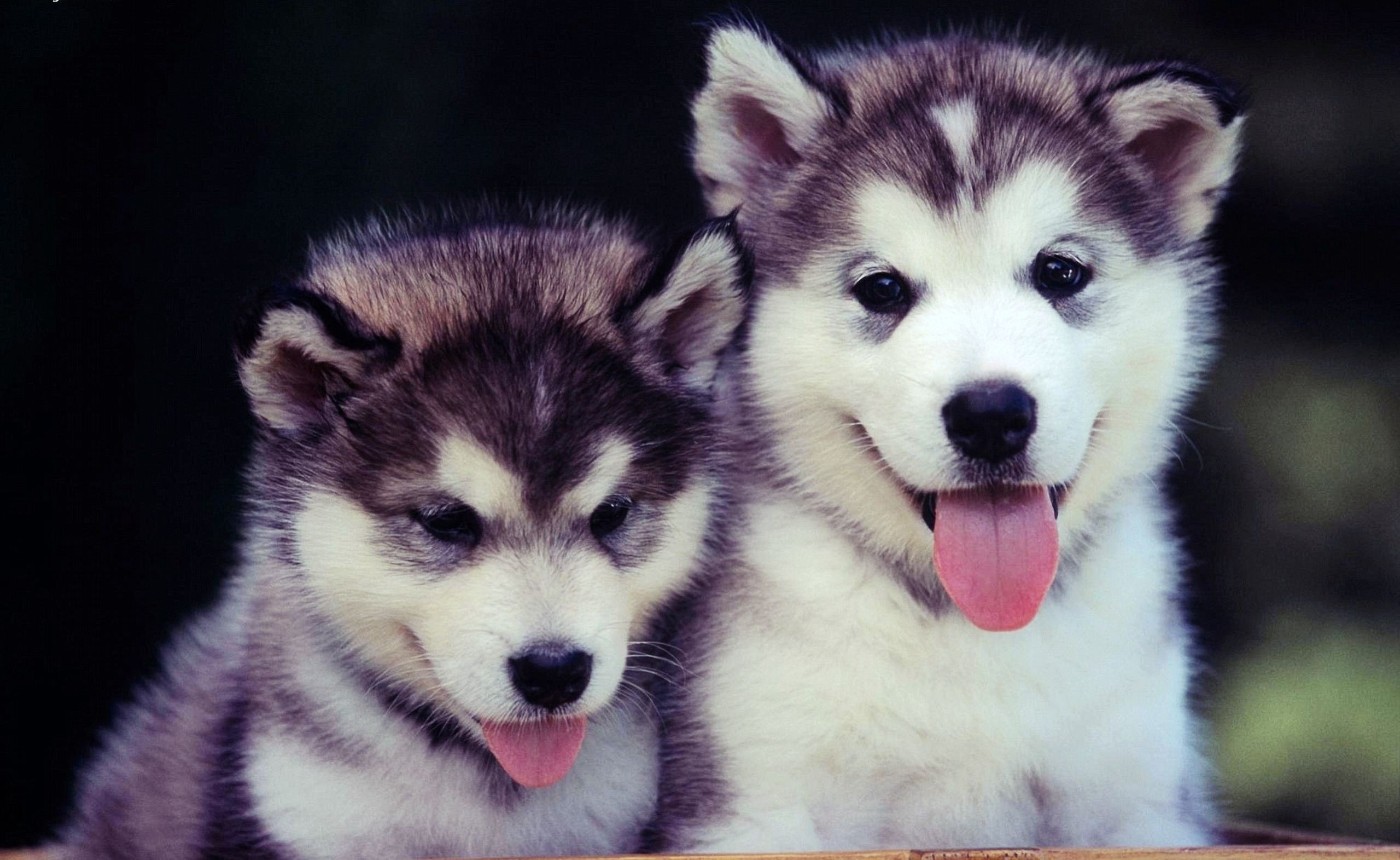 Puppies, couple, Blue, Face, Cute, Dog wallpaper