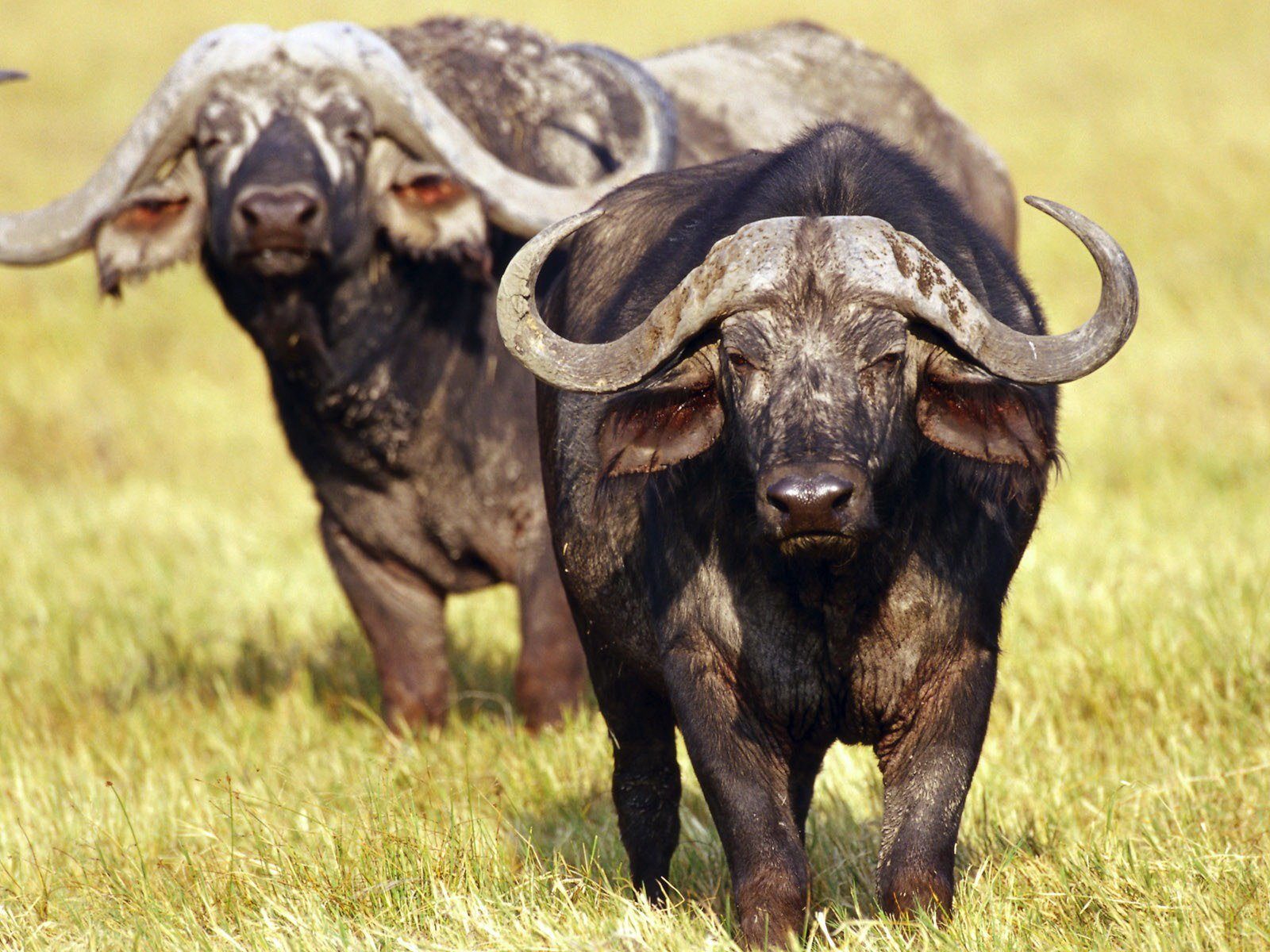 African Buffalo Or Cape Buffalo (syncerus Caffer) Desktop Wallpaper HD 1920x1200, Wallpaper13.com