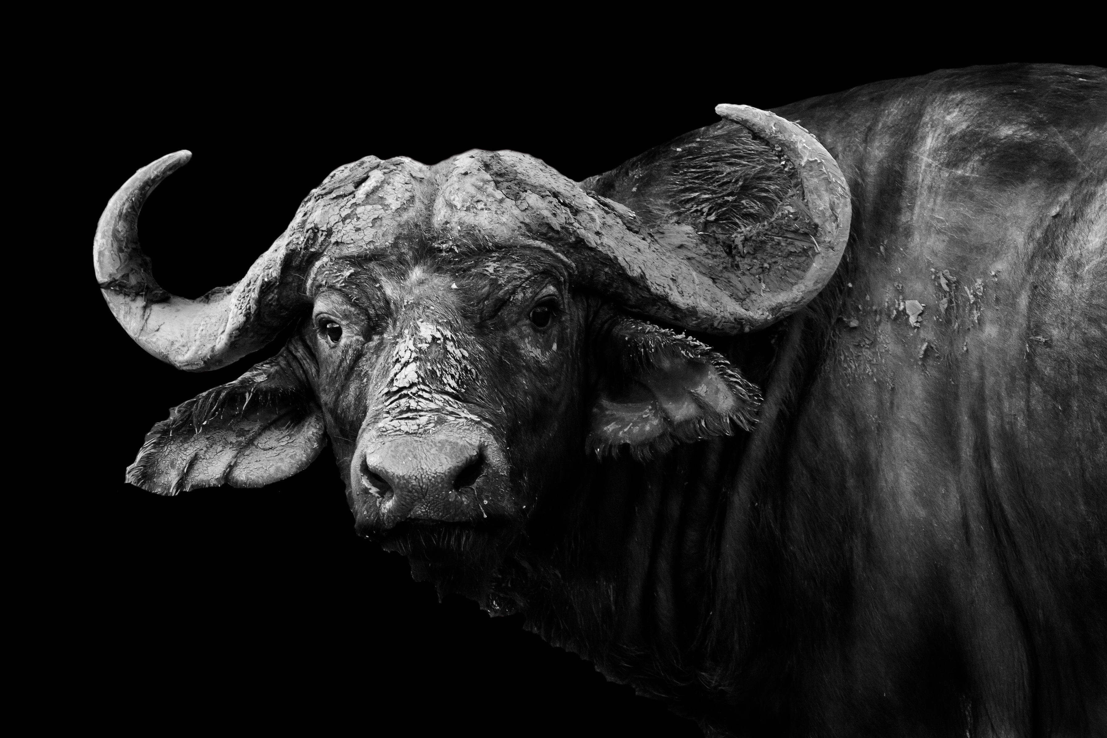 African Buffalo HD Wallpaper