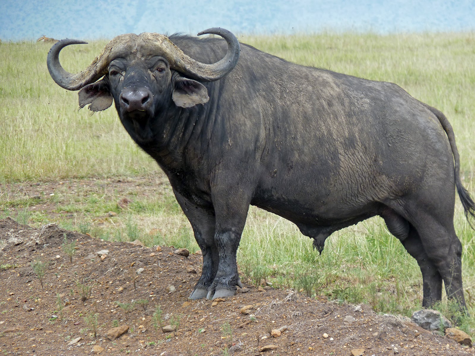 Most viewed African Buffalo wallpaperK Wallpaper