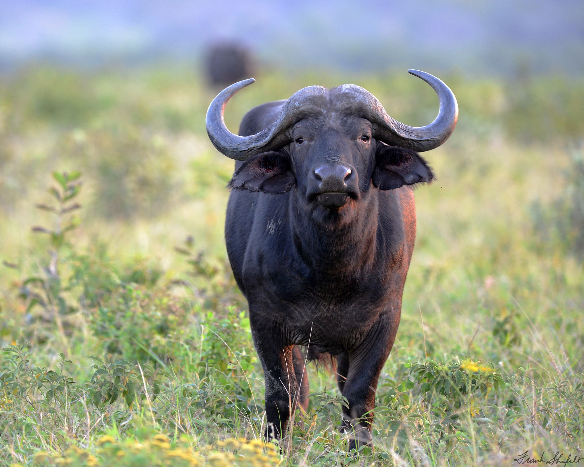 African Buffalo or Cape Buffalo (Syncerus caffer). African buffalo, African animals photography, South africa wildlife