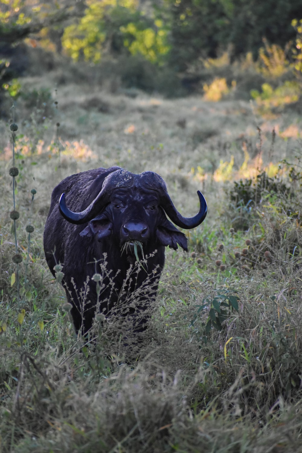 Cape Buffalo Picture. Download Free Image