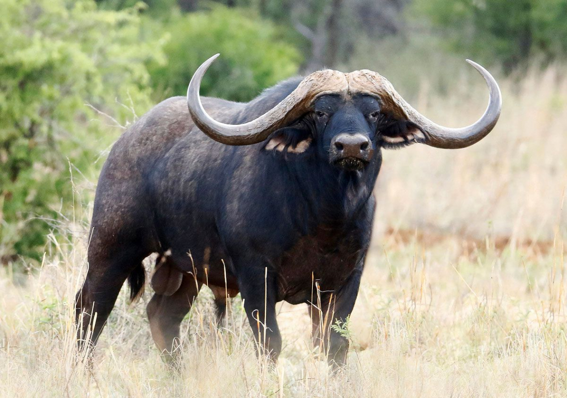 Free photo of African Buffalo