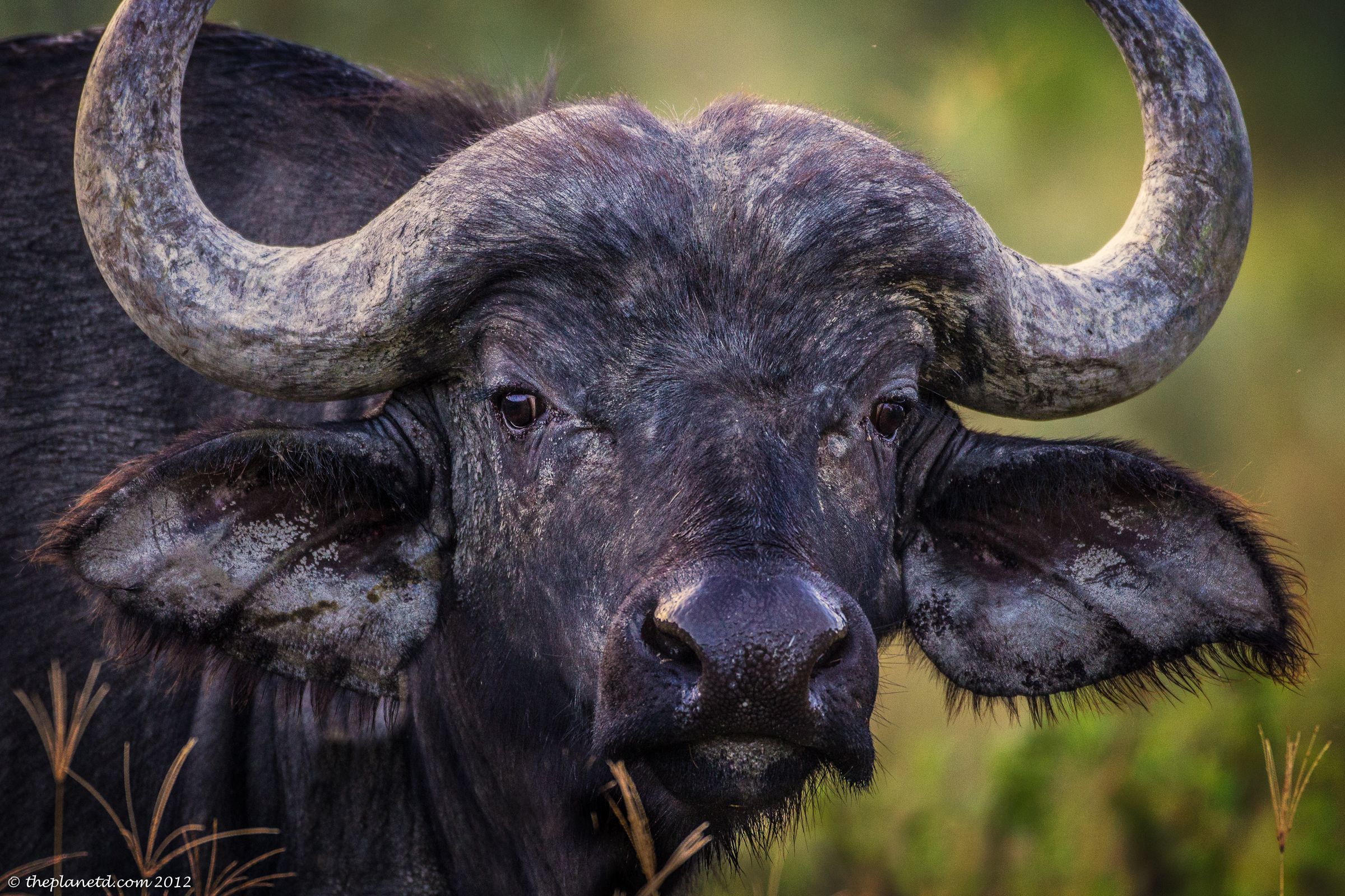 Photo Giveaway Day 1: The Cape Buffalo. Travel Blog. ThePlanetD. African buffalo, Buffalo picture, Deadly animals