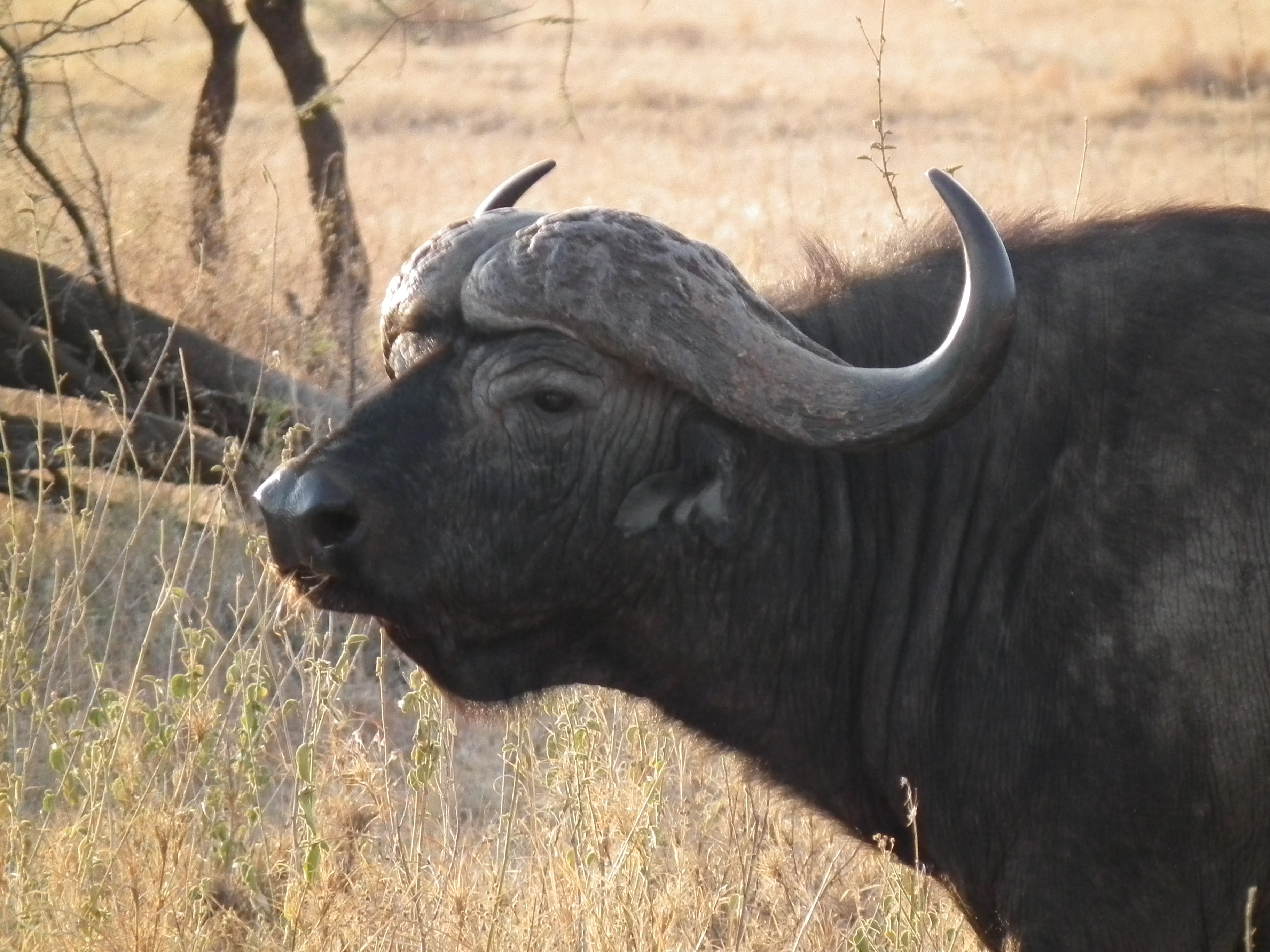 African Buffalo Syncerus caffer in Tanzania 3418