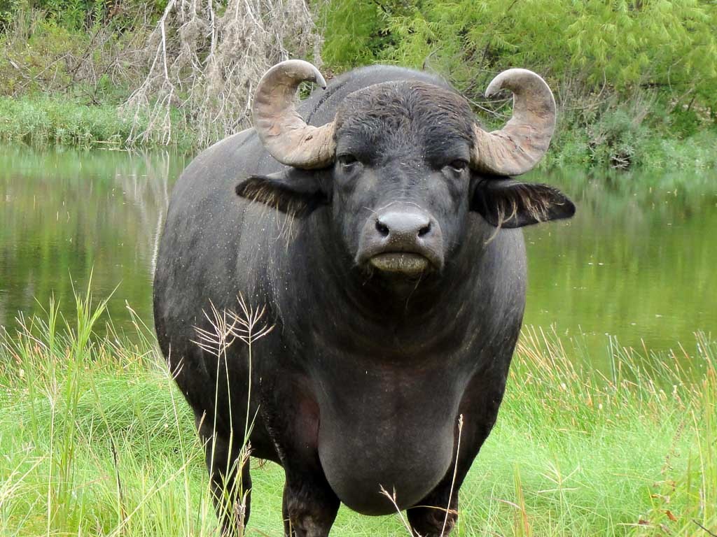 Water Buffalo wallpaper, Animal, HQ Water Buffalo pictureK Wallpaper 2019