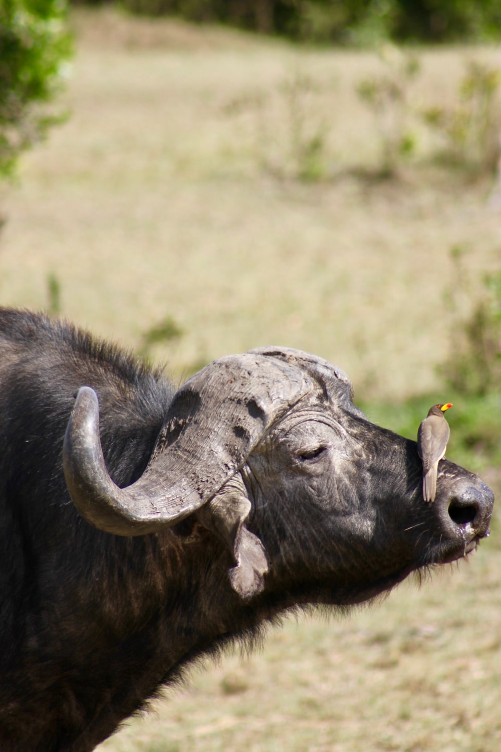 African Buffalo Picture. Download Free Image