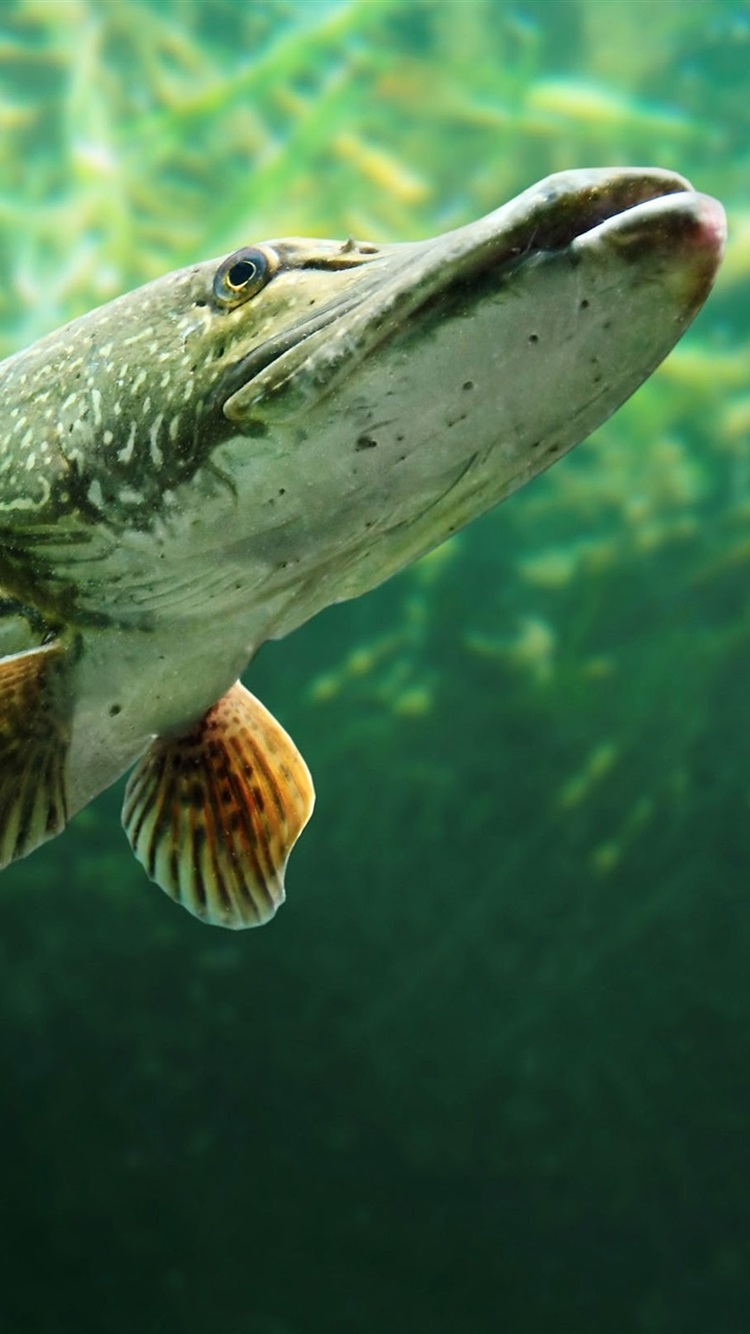 iPhone Wallpaper Fish, Underwater, Water