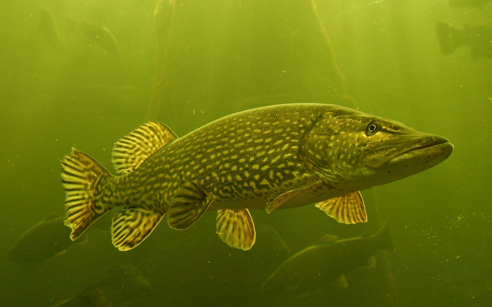 Northern Pike HD Wallpaper and Background Image