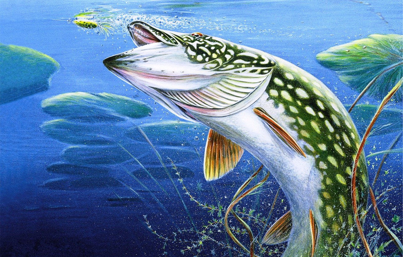 Pike Fish Wallpapers - Wallpaper Cave