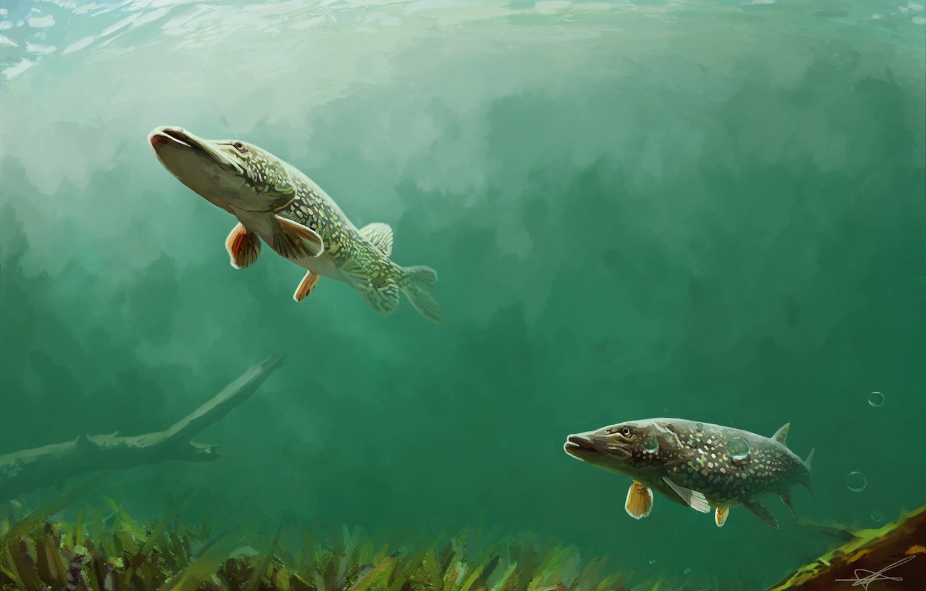 Wallpaper fish, bubbles, vegetation, pond, driftwood, pike, Northern Pike image for desktop, section животные