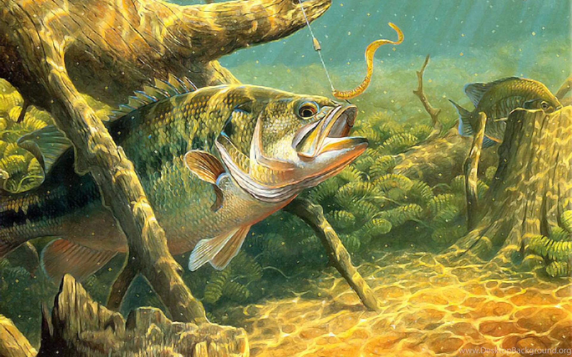 Pike Fish Wallpapers - Wallpaper Cave