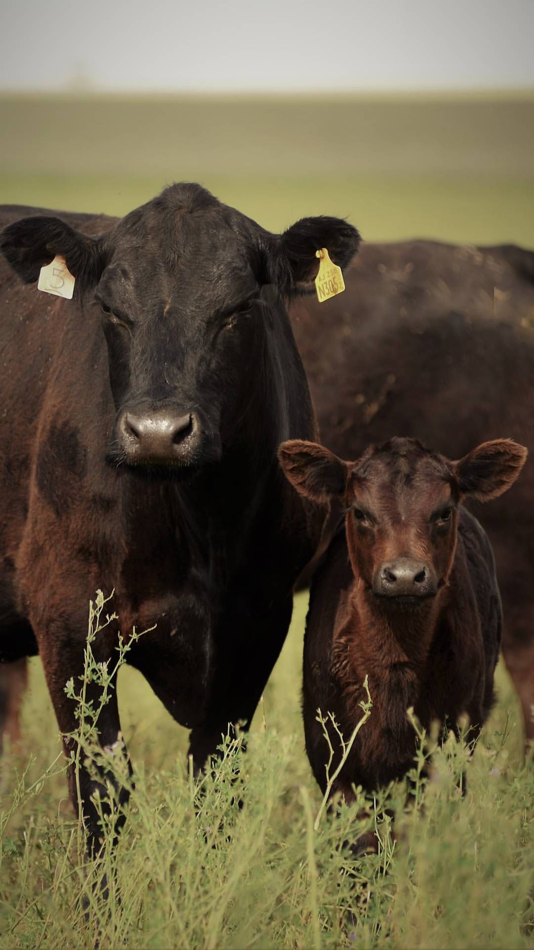 Mother Aberdeen Angus. Cow photography, Cattle ranching, Cow picture