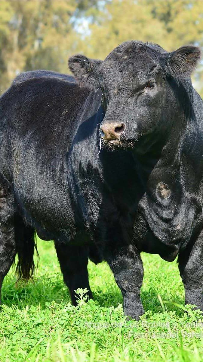 Bull Aberdeen Angus. Bull cow, Show cattle, Beef cattle