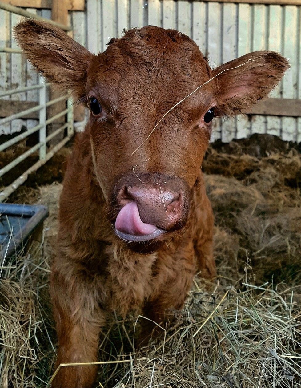 Beautiful Aberdeen Angus X Shorthorn calf. Animals wild, Animal photography wildlife, Nature photography animals