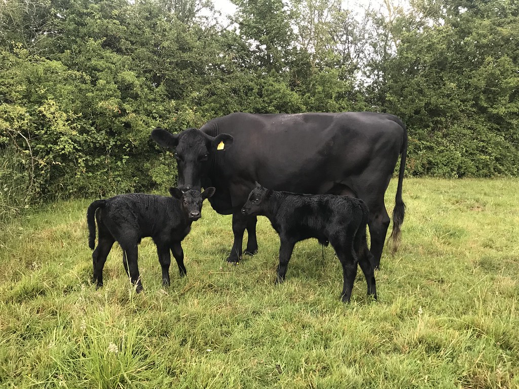 Aberdeen Angus cow with her day old twins. And here is mum