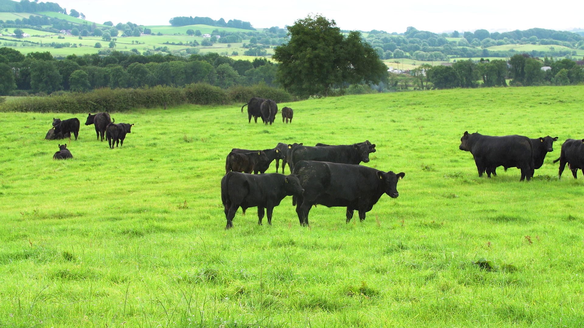 Aberdeen Angus beef set to retain a premium in the market
