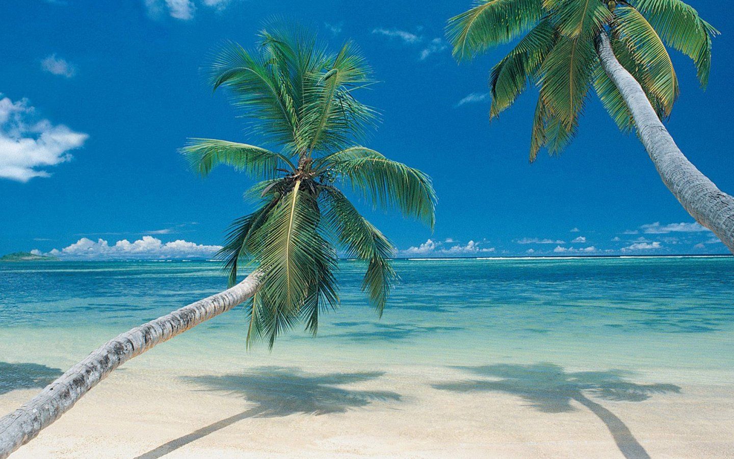 Palm Trees Beach Wallpaper