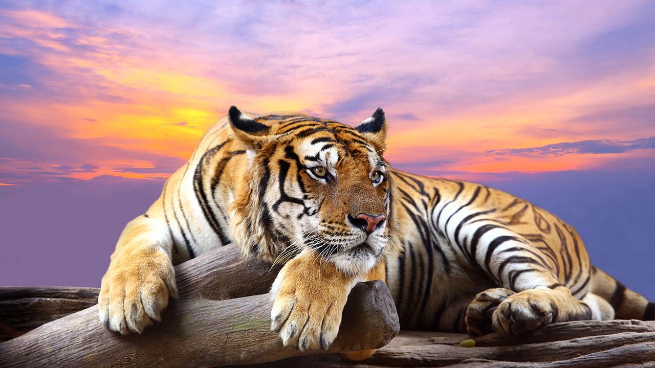 Exotic Animals Wallpapers - Wallpaper Cave