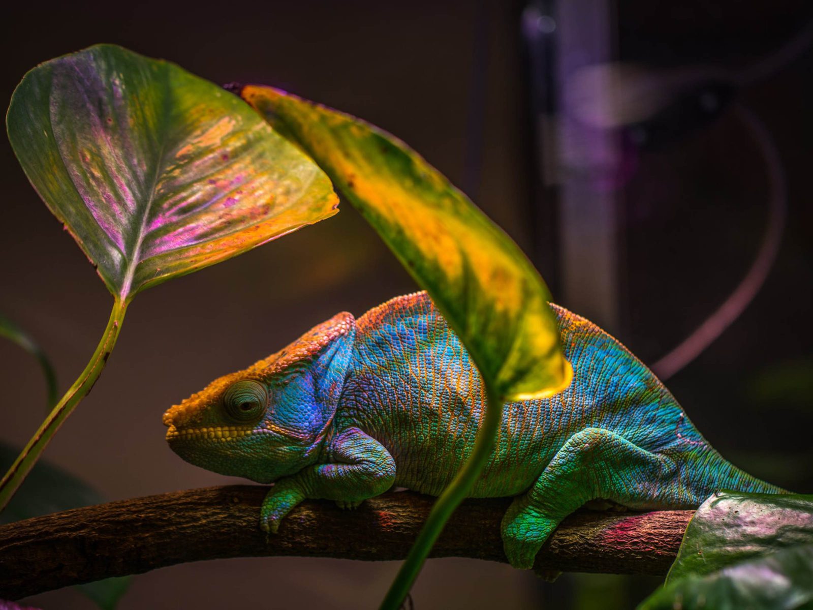 Exotic Animals Reptiles Chameleon That Changes Colors According To The Surroundings Which It Surrounds HD Wallpaper High Definition 3840x2400, Wallpaper13.com