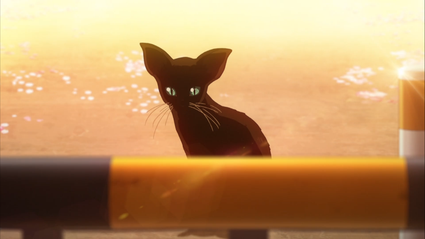 Your Lie In April Black Cat Wallpapers - Wallpaper Cave