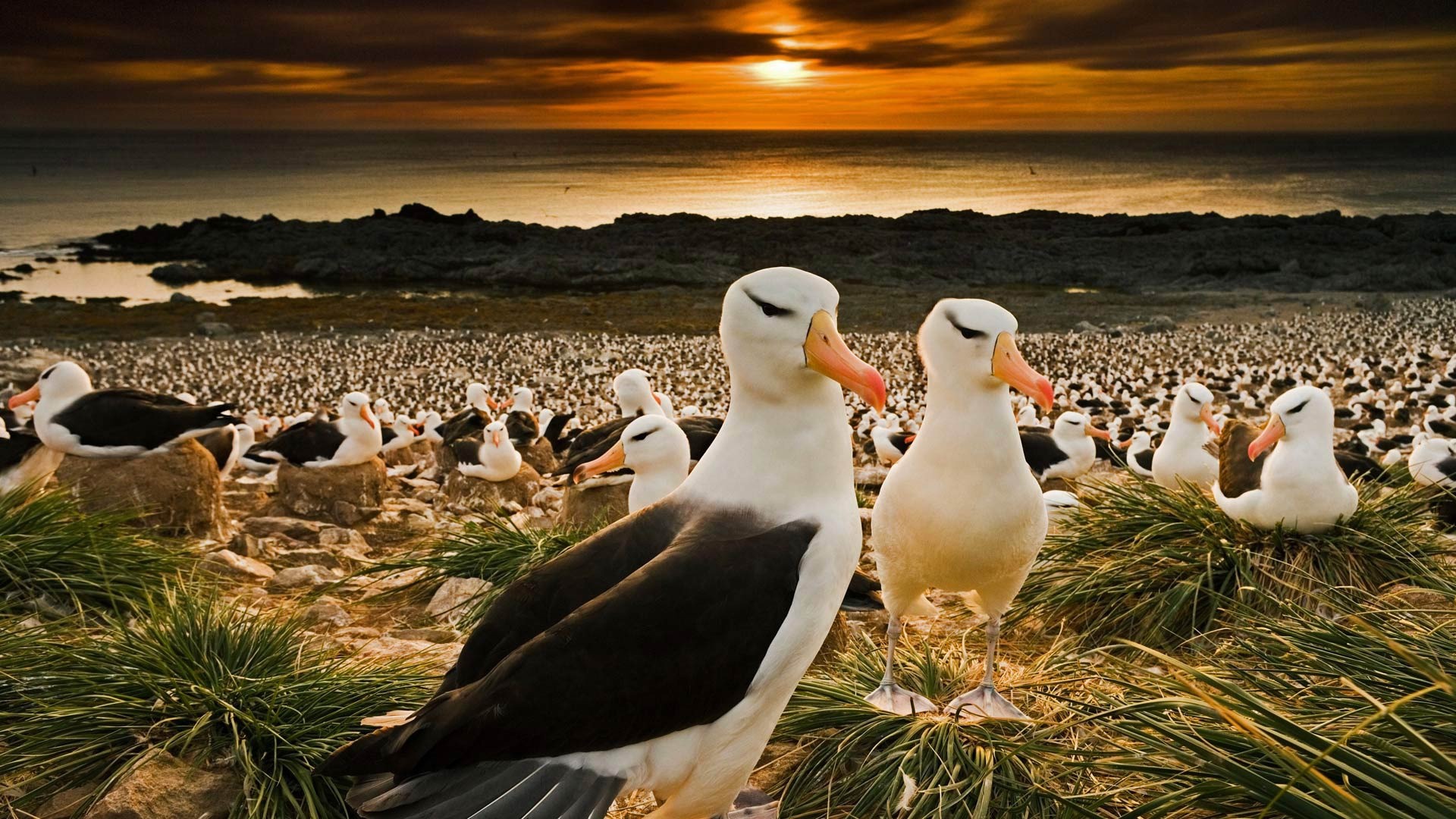 Wallpaper Falkland Islands, Many Black Browed Albatrosses, Birds 1920x1080 Full HD 2K Picture, Image