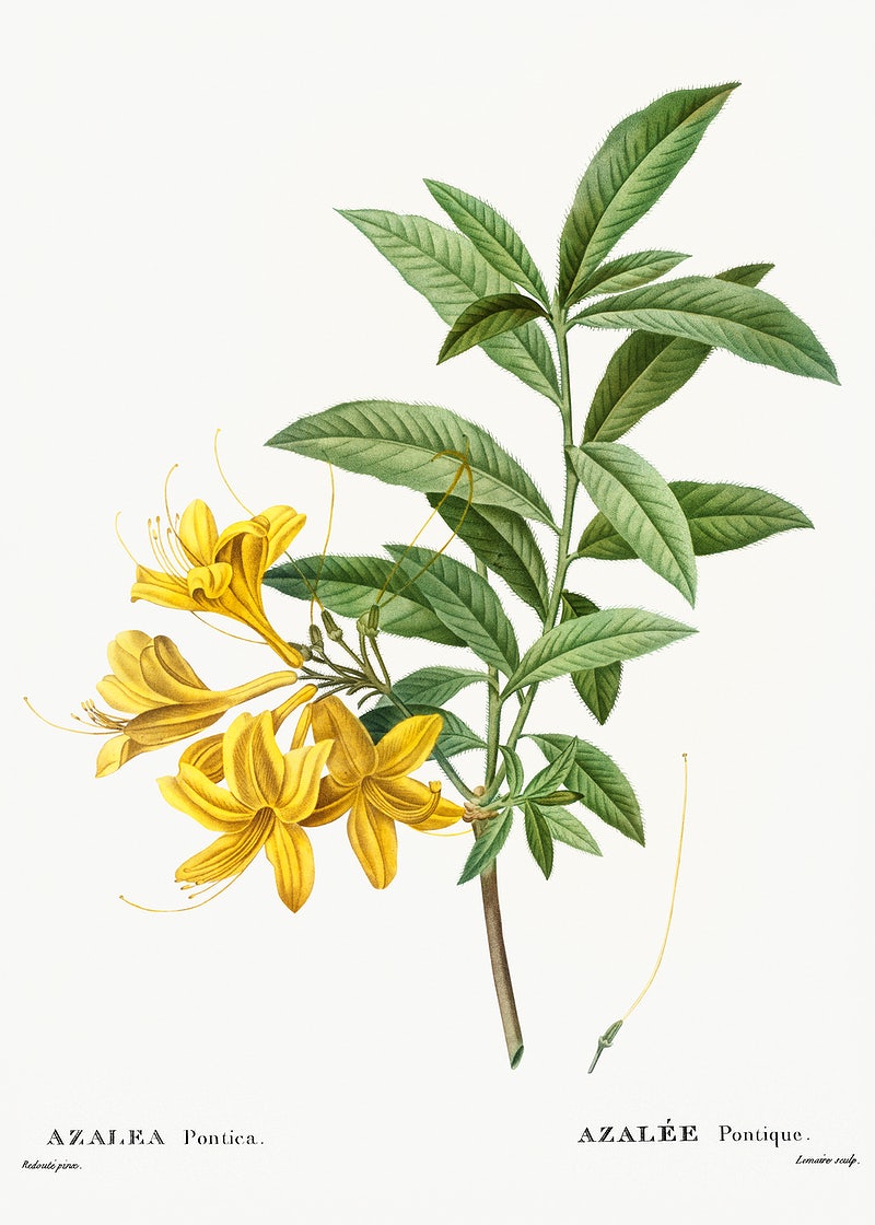 Honeysuckle Image Wallpaper