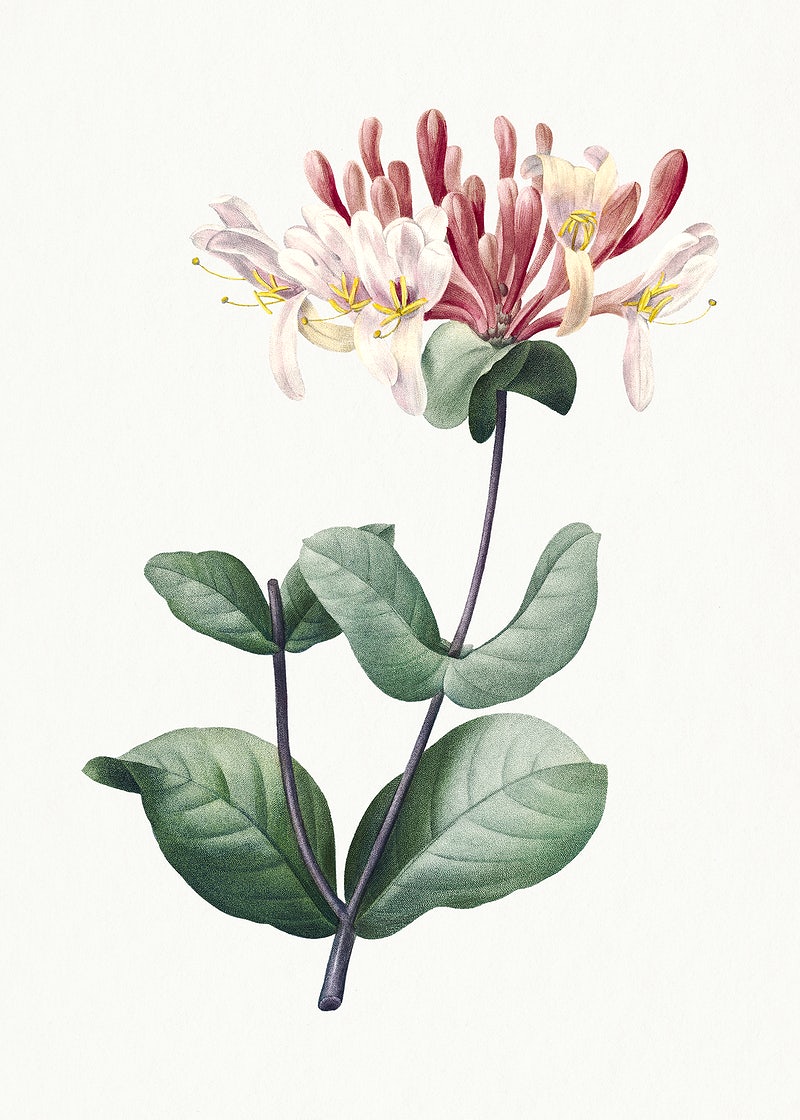 Honeysuckle Aesthetic Wallpapers - Wallpaper Cave