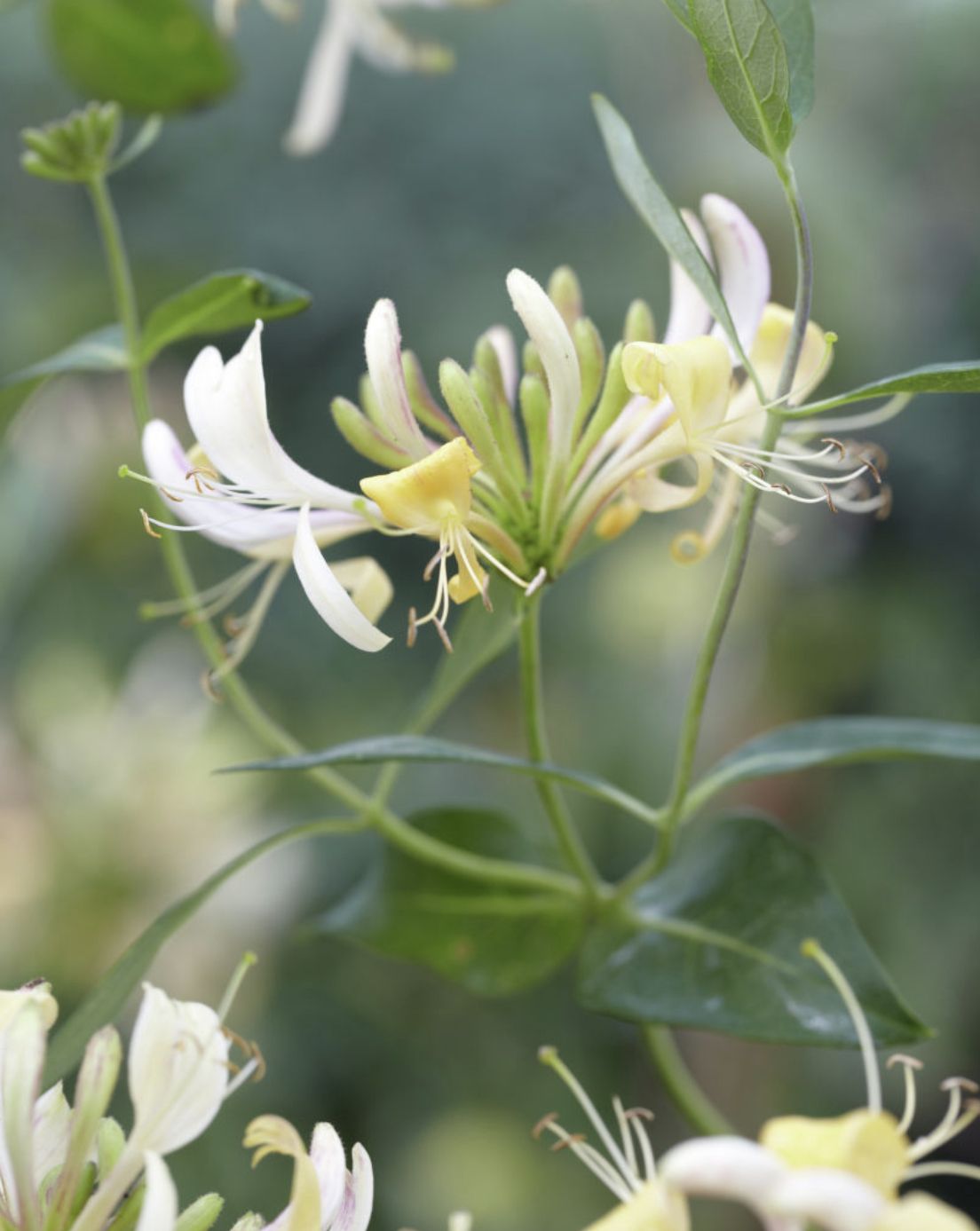 VISION thru my story. Honeysuckle flower, Honeysuckle vine, Honeysuckle plant