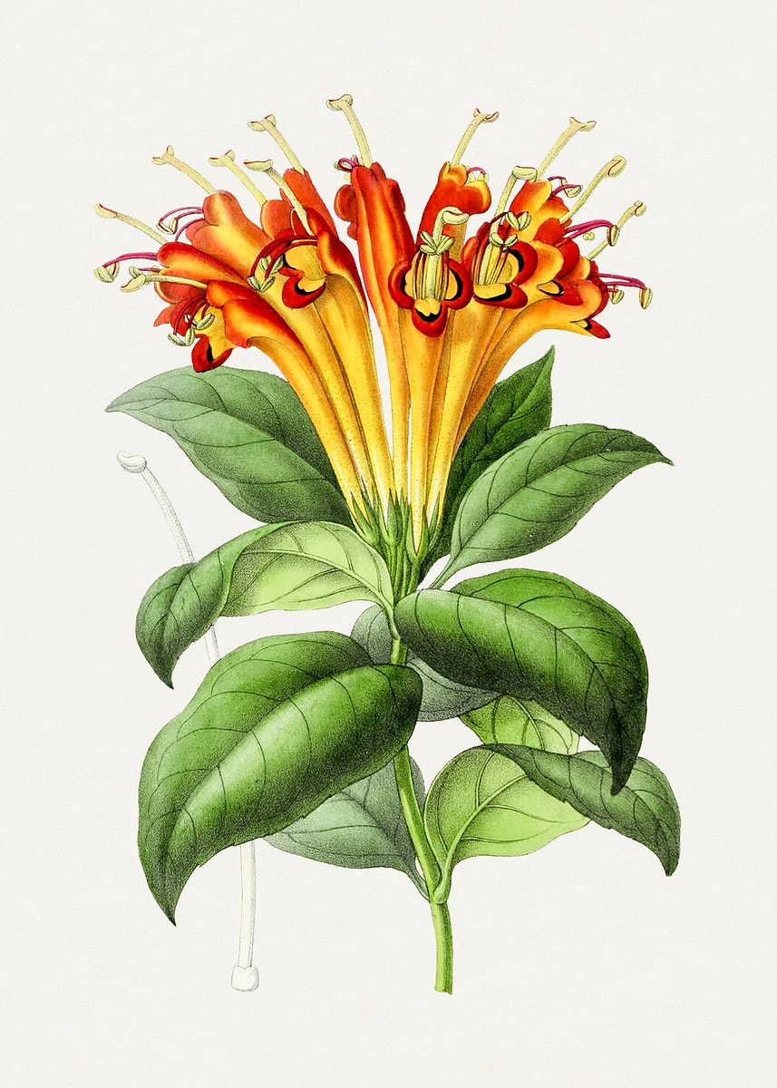 Honeysuckle Illustration Image Wallpaper