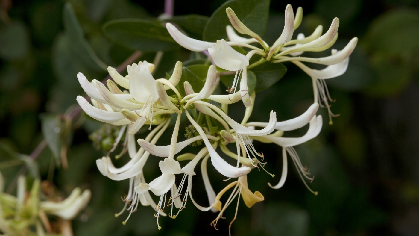 How nature inspired William Morris