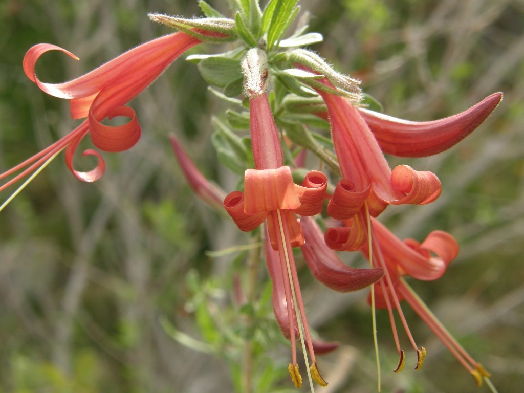 Thurber's desert honeysuckle of Life