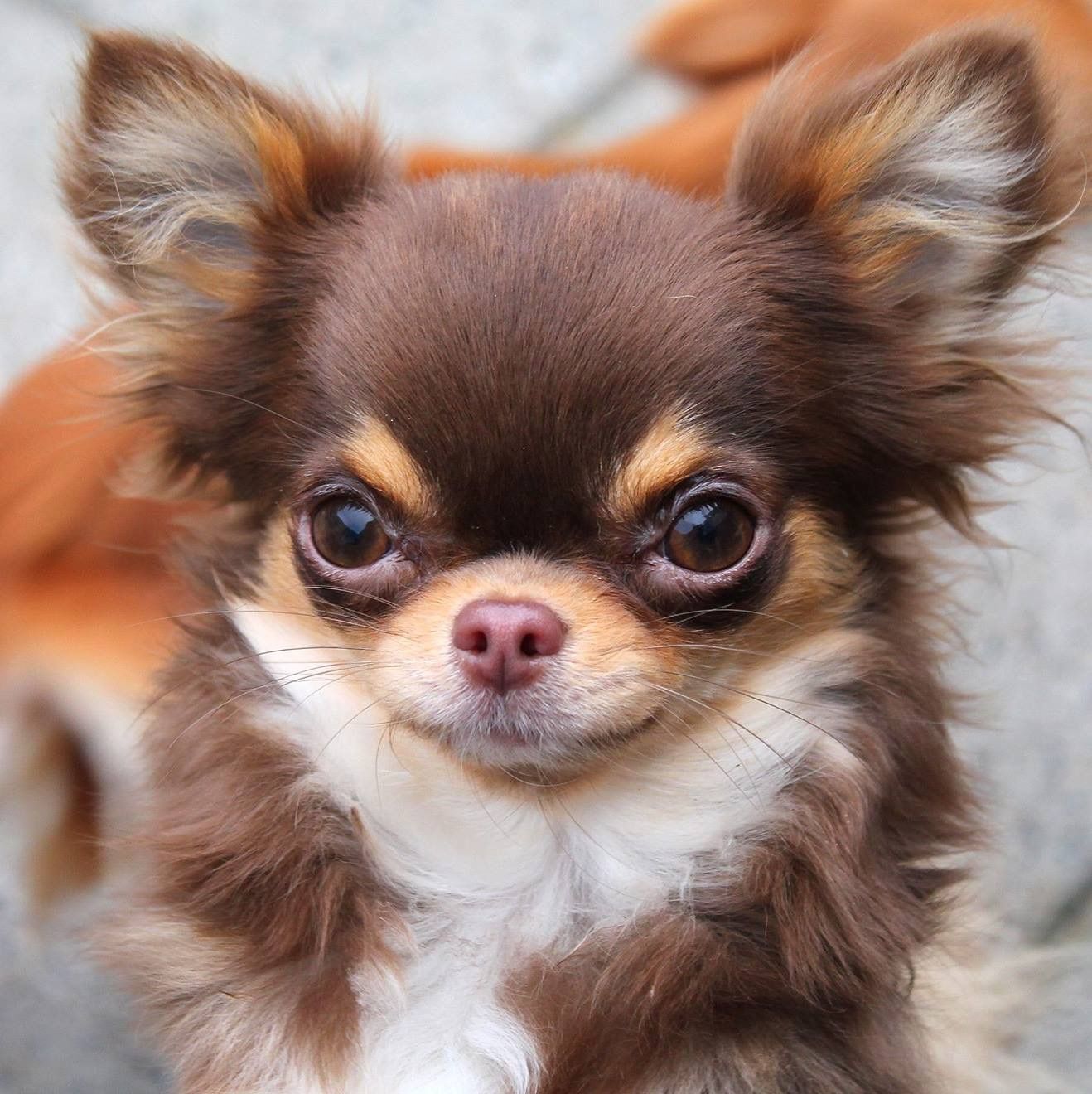 Long Hair Chihuahua ideas. chihuahua, cute chihuahua, chihuahua puppies