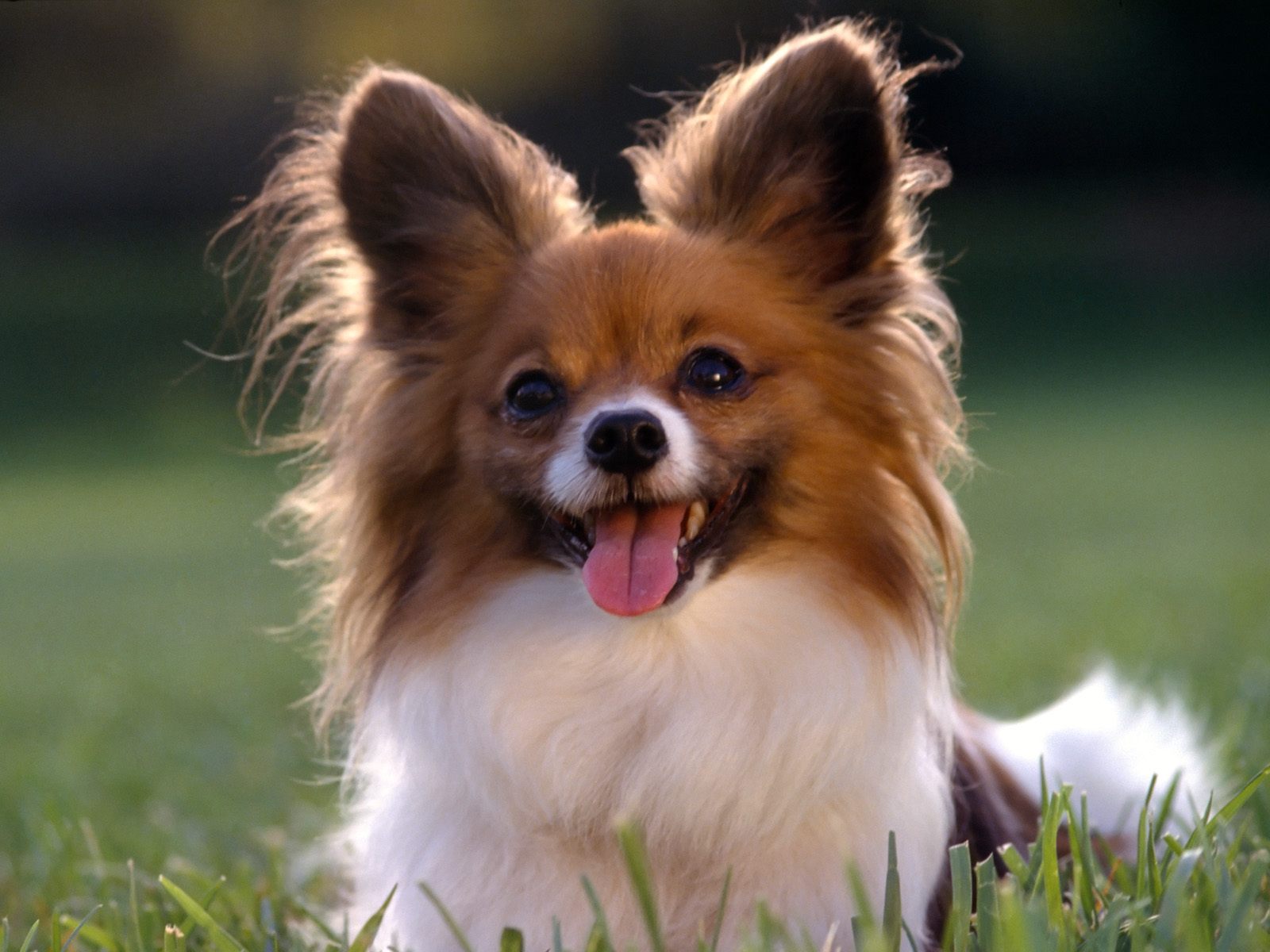 Dog Chihuahua Long Hair HD Wallpaper