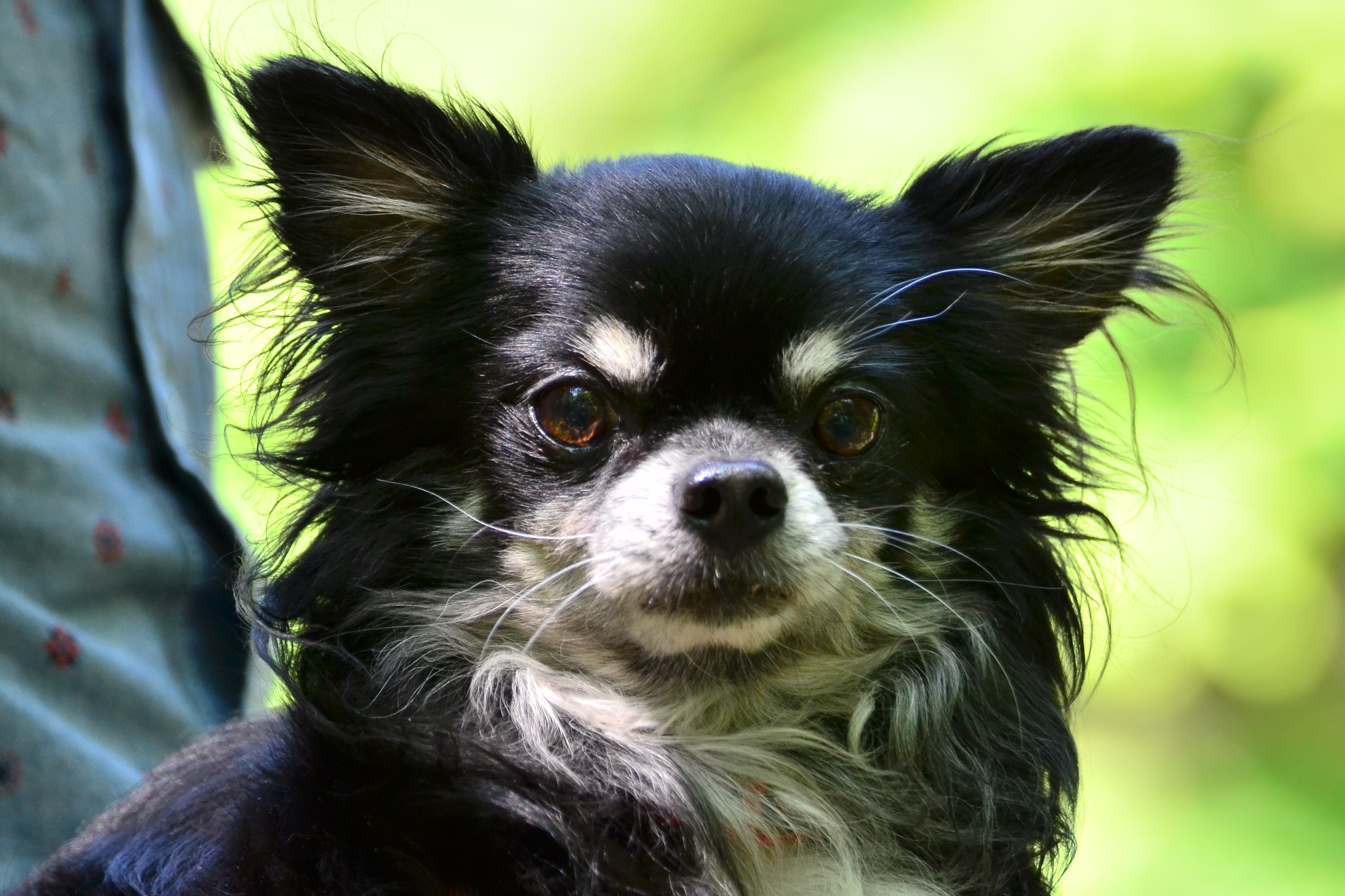 Long coat Chihuahua Dog, Marin