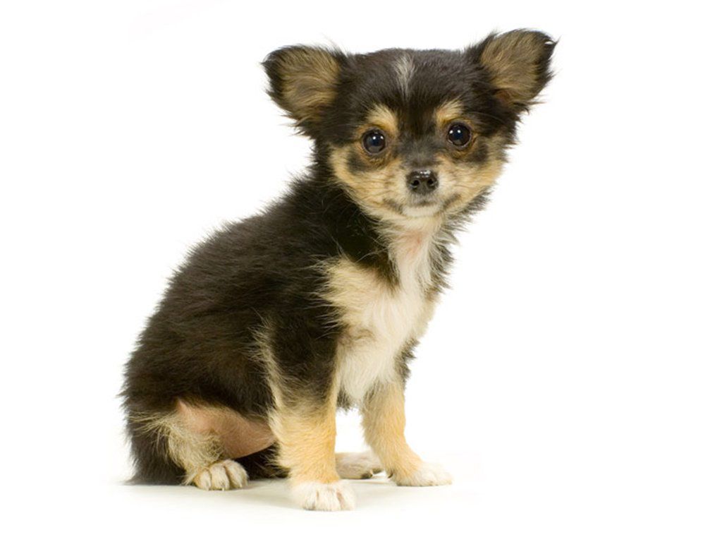 Dog Chihuahuawallpaper Long Haired Chihuahua HD Wallpaper