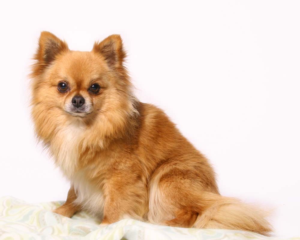 Chihuahua portret photo and wallpaper. Beautiful Chihuahua portret picture