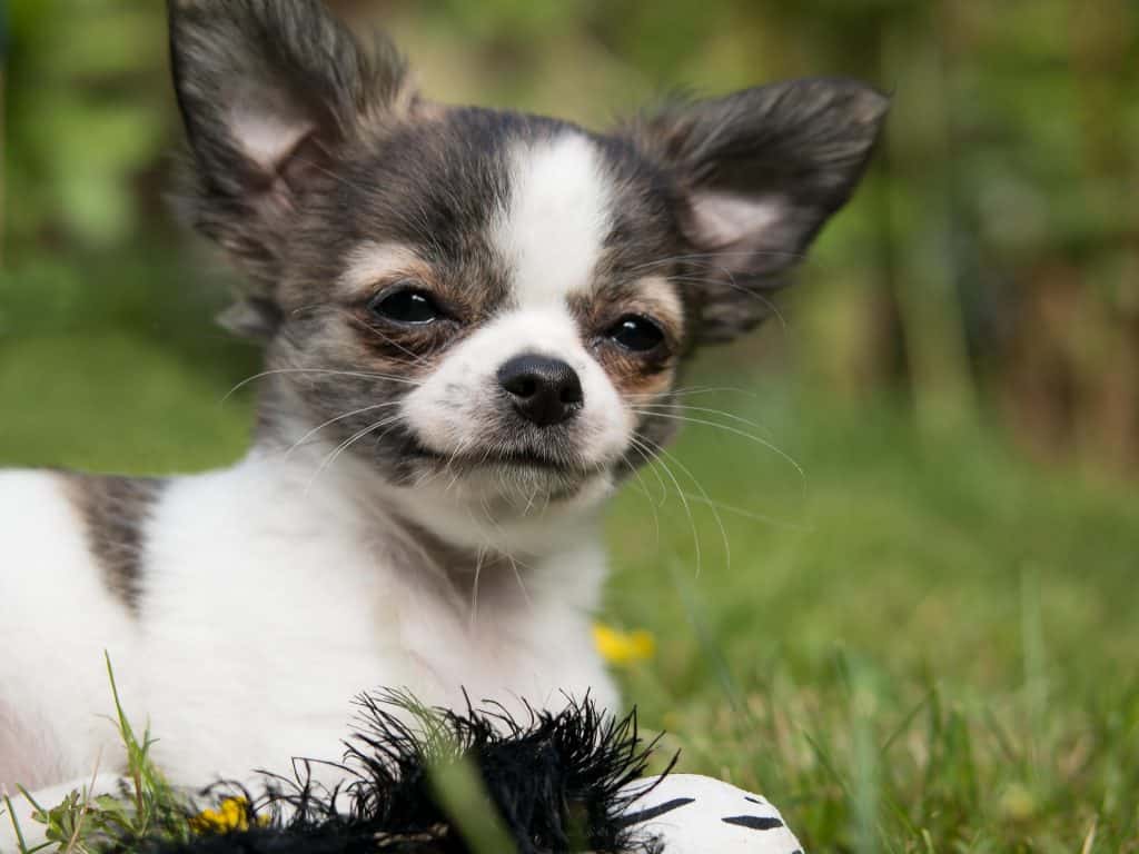 Deer Head Chihuahua vs. Apple Head Chihuahua: Get the Facts. The Dog People by Rover.com