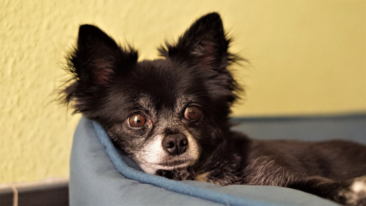 Chihuahua Dog Small