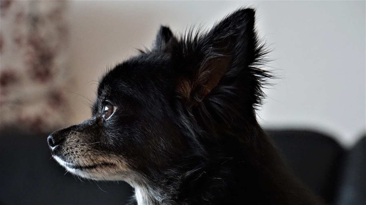 Long Hair Chihuahua Dog Small