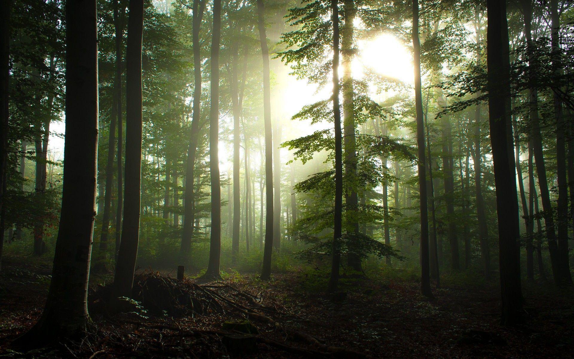 Black Forest Germany Wallpaper